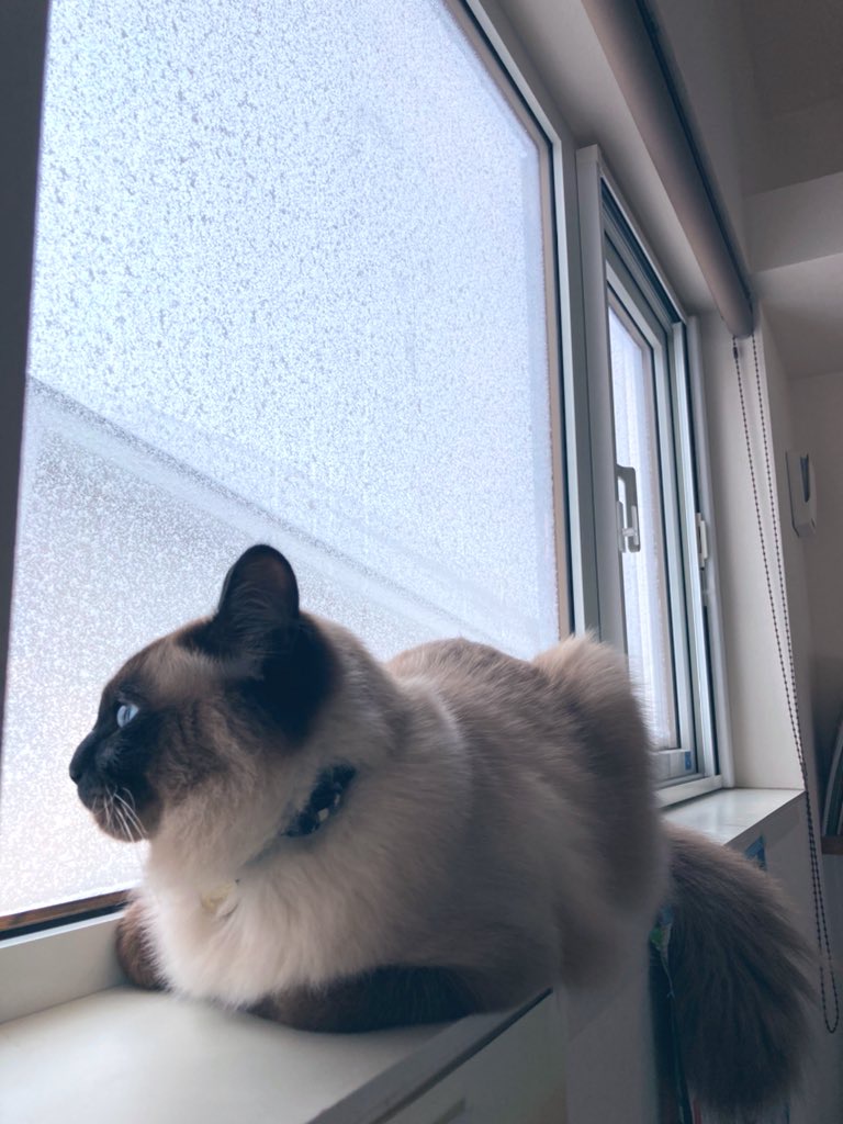 窓の外を眺める猫