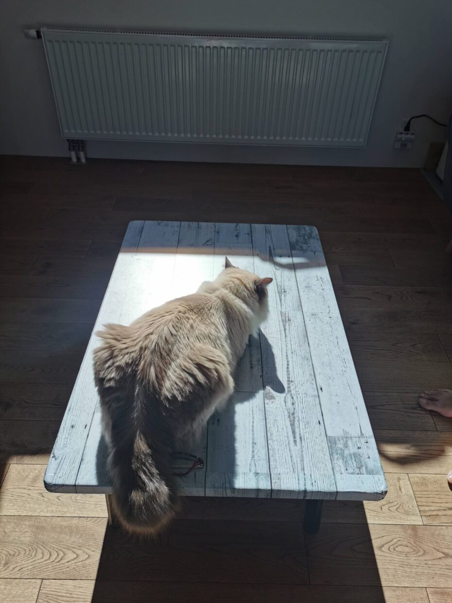 日差しの中でひなたぼっこをする猫